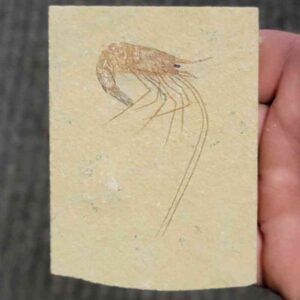 Fossil Lebanese Shrimp - #15