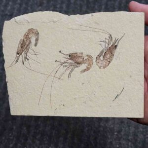 Fossil Lebanese Shrimp - #16
