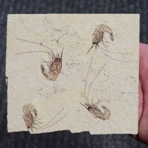 Fossil Lebanese Shrimp - #17