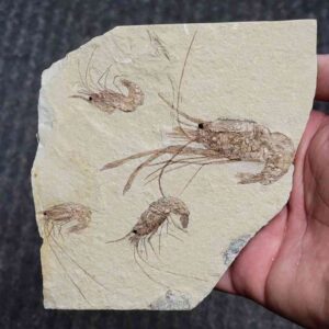 Fossil Lebanese Shrimp - #18