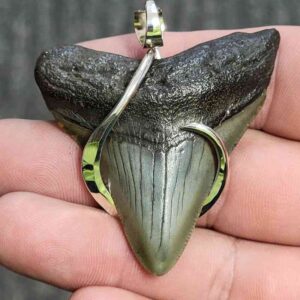 Silver Hook Wrapped Megalodon Tooth - JTMEGSILVERHW-10