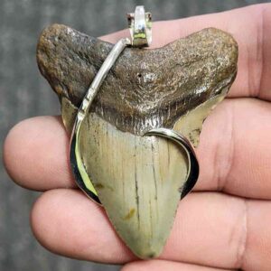 Silver Hook Wrapped Megalodon Tooth - JTMEGSILVERHW-13