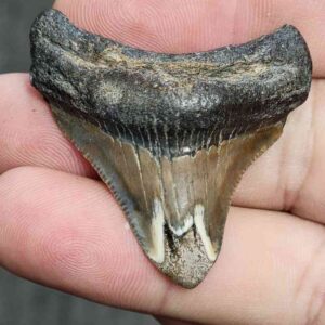 Polished Megalodon Shark Tooth - JTPOL1-1