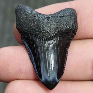 Polished Megalodon Shark Tooth - JTPOL1-19