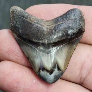Polished Megalodon Shark Tooth - JTPOL1-2