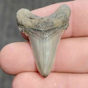 Polished Megalodon Shark Tooth - JTPOL1-25