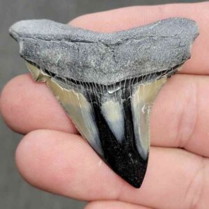 Polished Megalodon Shark Tooth - JTPOL2-16