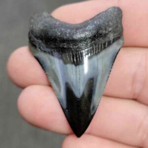 Polished Megalodon Shark Tooth - JTPOL2-22