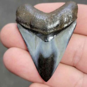 Polished Megalodon Shark Tooth - JTPOL2-23