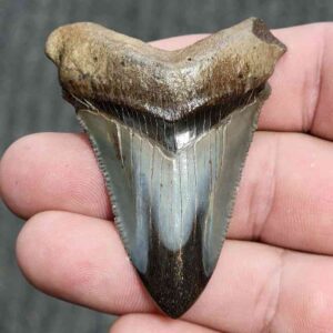 Polished Megalodon Shark Tooth - JTPOL2-24