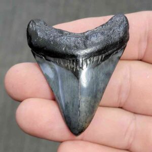 Polished Megalodon Shark Tooth - JTPOL2-5