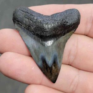 Polished Megalodon Shark Tooth - JTPOL2-6