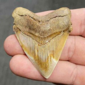 Polished Megalodon Shark Tooth - JTPOL2-8