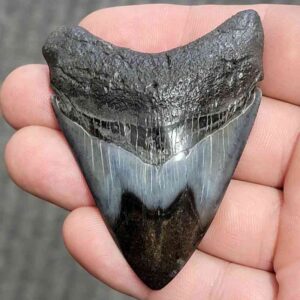 Polished Megalodon Shark Tooth - JTPOL2.5-10