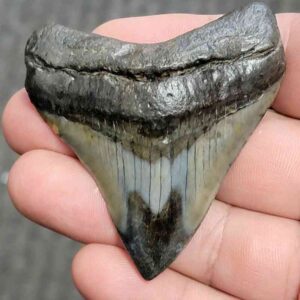 Polished Megalodon Shark Tooth - JTPOL2.5-11