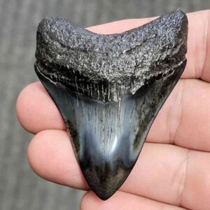 Polished Megalodon Shark Tooth - JTPOL2.5-12