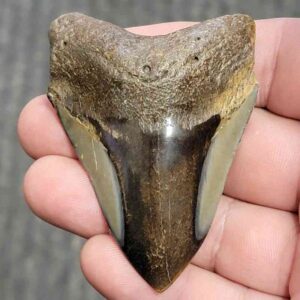 Polished Megalodon Shark Tooth - JTPOL2.5-13