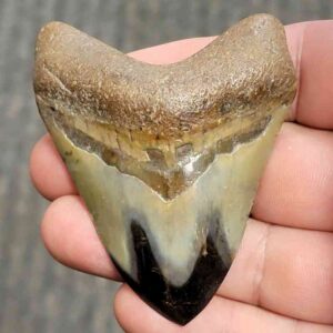Polished Megalodon Shark Tooth - JTPOL2.5-15