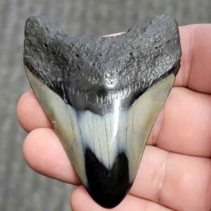 Polished Megalodon Shark Tooth - JTPOL2.5-18