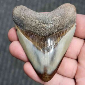 Polished Megalodon Shark Tooth - JTPOL3-25