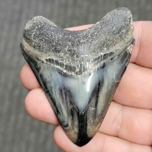 Polished Megalodon Shark Tooth - JTPOL3-27