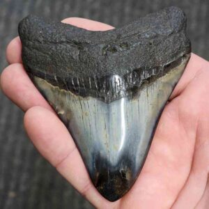 Polished Megalodon Shark Tooth - JTPOL3.5-43