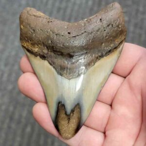 Polished Megalodon Shark Tooth - JTPOL4-13