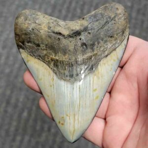 Polished Megalodon Shark Tooth - JTPOL4-15