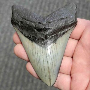 Polished Megalodon Shark Tooth - JTPOL4-9