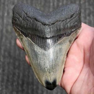 Polished Megalodon Shark Tooth - JTPOL4.5-14
