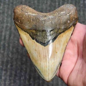 Polished Megalodon Shark Tooth - JTPOL5-25